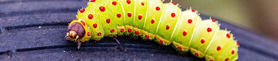 It’s a Bugs Life! Marvellous Minibeasts at Footsteps - Footsteps ...